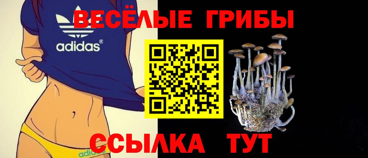 Курчатов  продажа наркотиков  Вход с VPN  Псилоцибиновые грибы GOLDEN TEACHER 